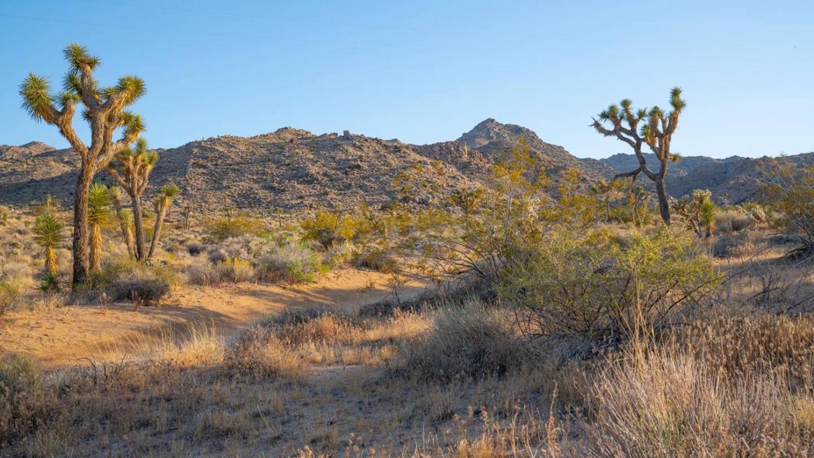 Experience Desert Serenity Gateway To Joshua Tree Ngoại thất bức ảnh